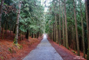 [武陵農場]桃山步道 深山裡的世外桃源 邂逅春日裡的紫藤花