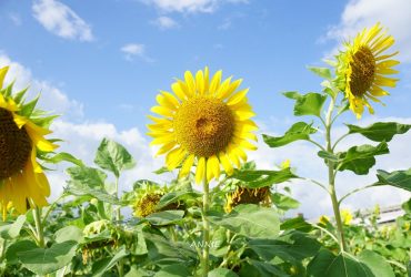 [台北賞花景點]彩虹河濱公園 23萬株向日葵 2000坪花海繽紛登場