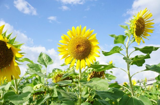 [台北賞花景點]彩虹河濱公園 23萬株向日葵 2000坪花海繽紛登場