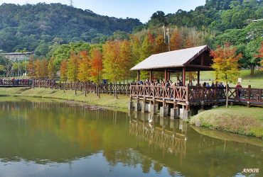 ║台北士林原住民文化主題公園║市區裡的落羽松秘境 鄰近台北故宮