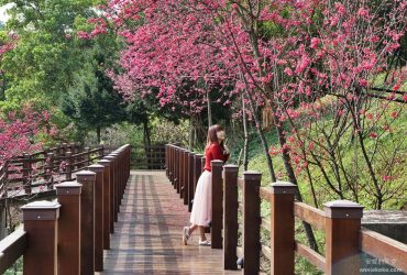 桃園櫻花秘境 龜山長庚養生文化村 木棧道櫻花隧道 八重櫻粉爆春日