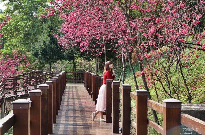 桃園櫻花秘境 龜山長庚養生文化村 木棧道櫻花隧道 八重櫻粉爆春日