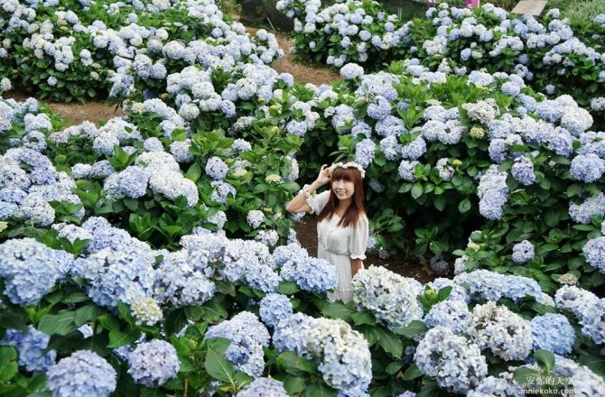 [陽明山竹子湖 午後陽光繡球花田] 與山嵐相伴的紫陽花海 蜿蜒花道巨大花牆 相約來當花仙子吧