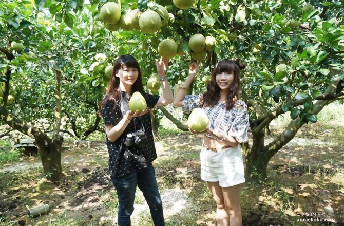 [基隆瑪陵坑旅遊]金明昌農場採柚趣 芳裕農場品味農村佳肴 親子半日遊推薦