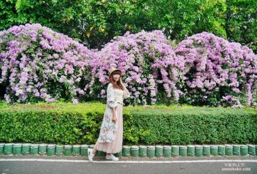 [泰山秘境 蒜香藤花海 ]百尺紫色瀑布超夢幻 楓樹河濱公園 花期僅有一周 想拍趁現在