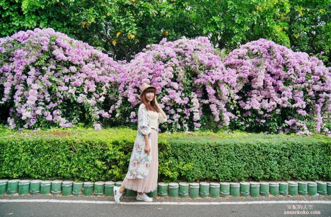 [泰山秘境 蒜香藤花海 ]百尺紫色瀑布超夢幻 楓樹河濱公園 花期僅有一周 想拍趁現在