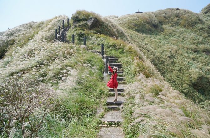 台北.陽明山 │七星山步道，秋日來一場與芒花的浪漫邂逅 ，壯闊山巒裡的雪白世界。