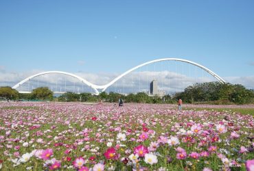 [新莊 新月橋]繽紛波斯菊花海超有幸福感  白色橋墩與花海的溫柔對話 白天夜晚都好拍