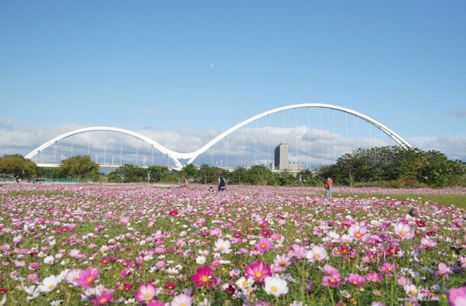 [新莊 新月橋]繽紛波斯菊花海超有幸福感  白色橋墩與花海的溫柔對話 白天夜晚都好拍