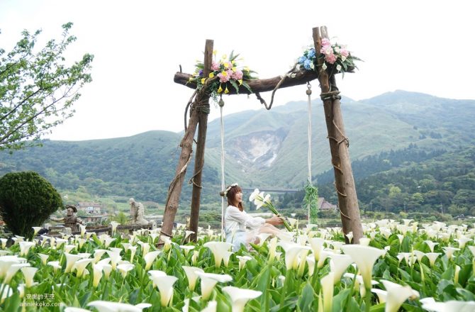 [2020陽明山海芋季]名陽匐休閒農莊 白色花田裡的唯美鞦韆 遙望小油坑夢幻山景 竹子湖最浪漫賞芋景點