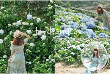 [新北萬里  高家繡球花田] 繡球花田繽紛萬里   巨大花牆 夢幻鞦韆 浪漫花徑一次擁有 今夏最新賞花聖地