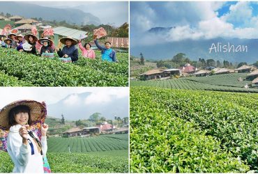 ［嘉義 石棹］阿里山國際茶藝學校 來一場山與茶的美麗相遇　最有深度的識茶體驗　林園製茶微笑茶館