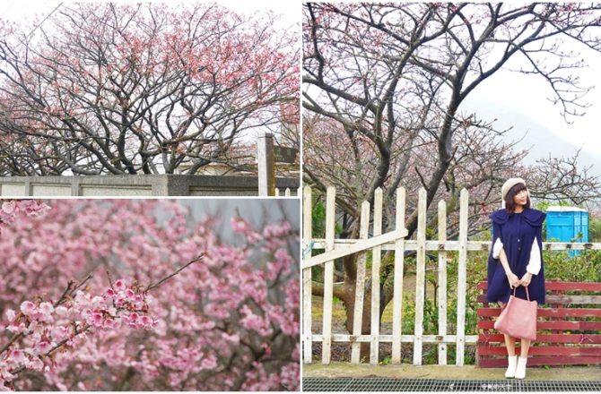 台北.陽明山│平菁街42巷櫻花，小而美賞櫻勝地。