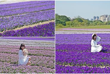 ［台北古亭河濱公園紫色漸層花毯］ 城市境內紫色花海秘境 ，我以為我走進普羅旺斯 。