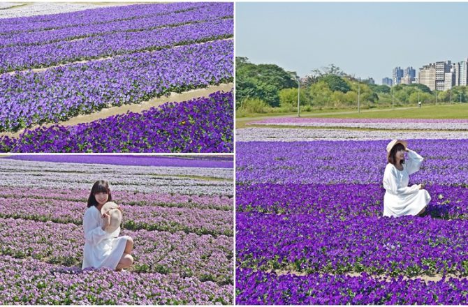 ［台北古亭河濱公園紫色漸層花毯］ 城市境內紫色花海秘境 ，我以為我走進普羅旺斯 。