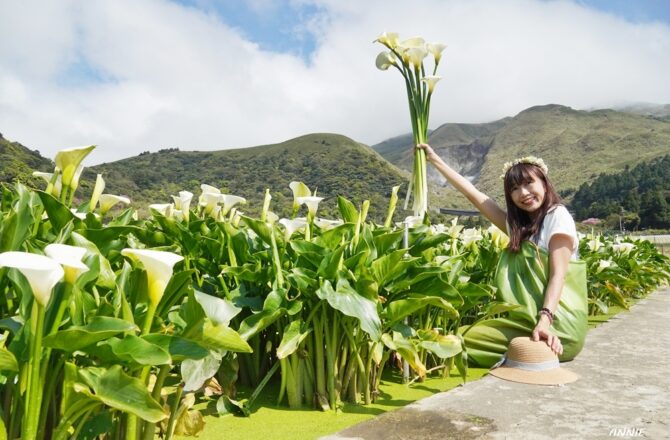 2022竹子湖海芋季~ [財福海芋田]，穿青蛙裝下田採海芋太療癒 ，竹子湖最值得來的海芋田，門票與交通指引，農遊券合作店家。