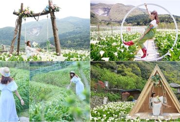 陽明山竹子湖海芋季- 農遊券合作店家 「財福海芋田」、「曹家花田香」、「名陽圃海芋田」，最有仙氣感的山谷旅程