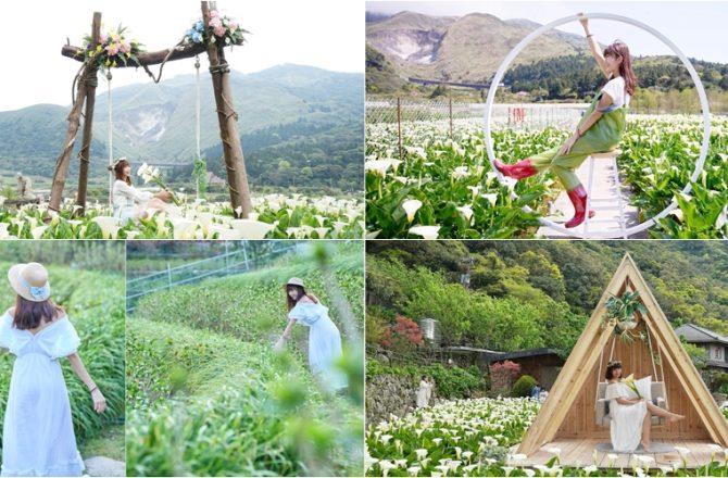 陽明山竹子湖海芋季- 農遊券合作店家 「財福海芋田」、「曹家花田香」、「名陽圃海芋田」，最有仙氣感的山谷旅程