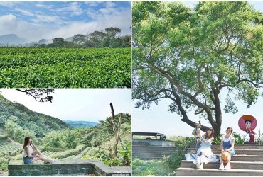 全台六座隱藏版絕美茶園。這裡不是仙境是茶園!，來一場與茶相伴的小旅行。