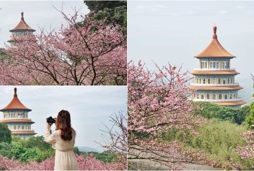 台北.淡水│淡水天元宮賞櫻，粉紅三色櫻渲染山城 ，雄偉天元宮與櫻花的溫柔對話。