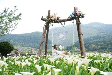 竹子湖海芋季2023年花季資訊，四間海芋花田懶人包。陽明山竹子湖交通遊程花季攻略。