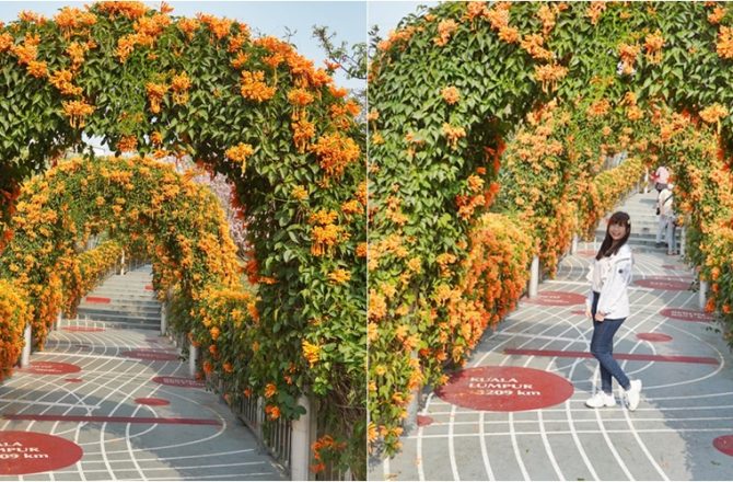 鶯歌永吉公園│ 炮仗花隧道花牆，鶯歌最美公園，2023年炮仗花況，季節限定。