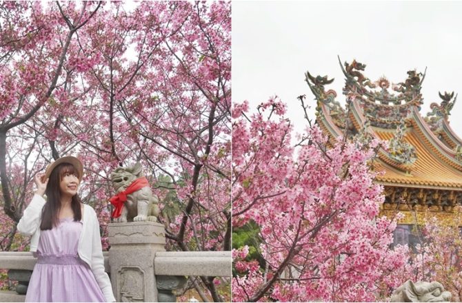 新北.林口景點│竹林山觀音寺，古剎裡的櫻花林，昭和櫻、墨染櫻大盛開，櫻花季宛若走進小京都。