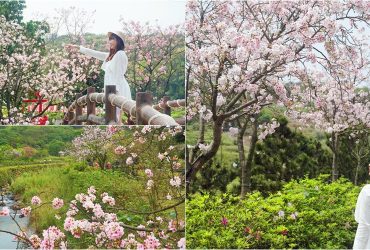 新北.三芝│三生步道櫻花河道，北海岸最美賞櫻秘境。