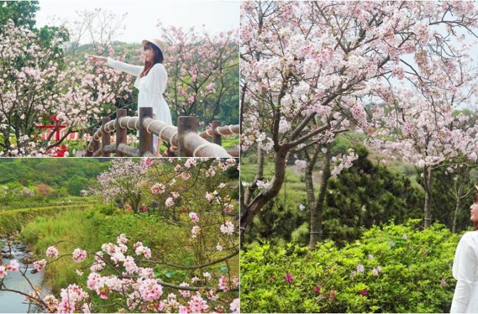 新北.三芝│三生步道櫻花河道，北海岸最美賞櫻秘境。