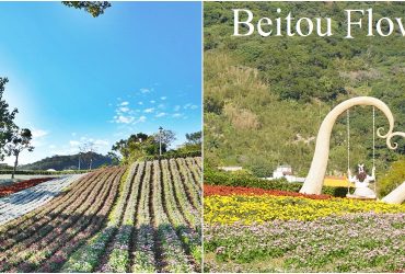 [北投景點 北投社三層崎公園 ]山丘上夢幻花毯，台灣版富良野花田，浪漫鞦韆紫色鼠尾草亮麗登場。