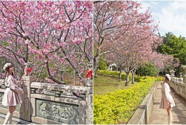 竹林山觀音寺│ 櫻花季宛如走進小京都，古剎絕美櫻花林，新北林口最大賞櫻勝地，昭和櫻、吉野櫻大盛開。