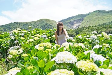 竹子湖繡球花「早晨陽光繡球花田  」，藏身小油坑下的夢幻花田，竹子湖最繽紛篇章，附停車場與餐廳。