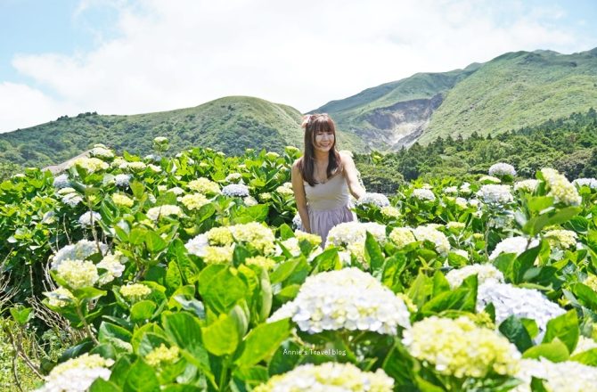 竹子湖繡球花「早晨陽光繡球花田  」，藏身小油坑下的夢幻花田，竹子湖最繽紛篇章，附停車場與餐廳。