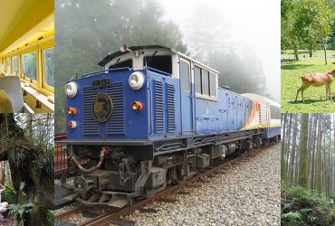 「栩悅號」觀光列車全新體驗！馳騁阿里山林道的夢幻列車，三天兩夜奇幻旅程，解鎖阿里山深度秘境。