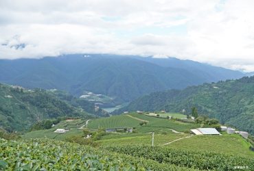 【梨山】遠得要命的深山秘境，有如人間仙境，茶園裡烤茶、走訪黑森林，入住梨山賓館，梨山兩天一夜行程。