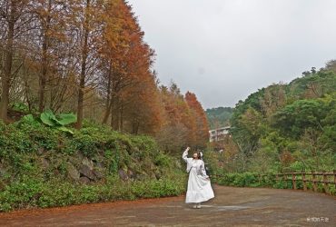 永公路300株落羽松染紅S形山徑，充滿山林仙氣，冬季限定暖色秘境。交通路線。