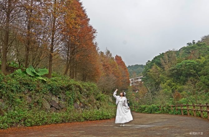 永公路300株落羽松染紅S形山徑，充滿山林仙氣，冬季限定暖色秘境。交通路線。