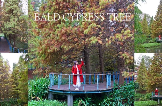 林口長庚養生村落羽松秘境｜冬季限定水中木棧道，暖色系框住夢幻冬景。