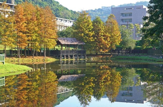 台北最美湖畔落羽松，冬日限定的金色浪漫，搭公車就能輕鬆抵達。