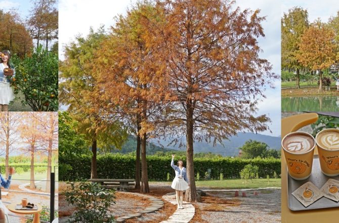 宜蘭最美貝果店，藏身落羽松森林裡｜宜蘭What’s Up Dough?  花莎豆米貝果店，還能免費採橘子，同時是寵物友善餐廳。