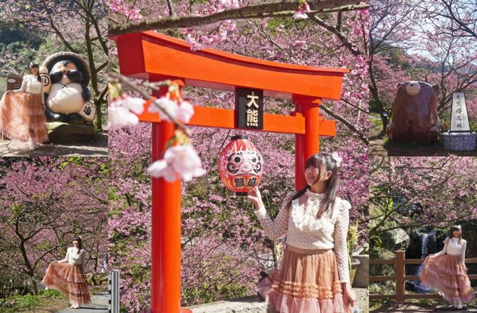 【三峽大熊櫻花林】新北最美櫻花林，今年很有日本氛圍，入口處櫻花已經滿開，粉紅天幕浪漫至極，交通接駁以及門票一次分享。