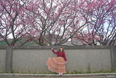 平菁街櫻花滿開中｜台北陽明山第一波賞櫻景點，搭公車輕鬆賞櫻，順遊鵝尾山梯田，美如走進莫內畫作。