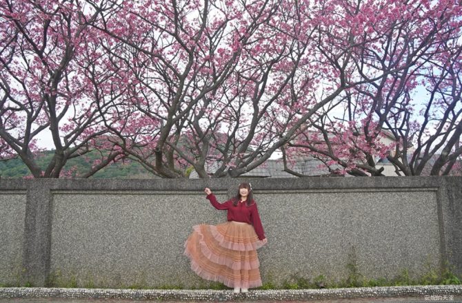平菁街櫻花滿開中｜台北陽明山第一波賞櫻景點，搭公車輕鬆賞櫻，順遊鵝尾山梯田，美如走進莫內畫作。