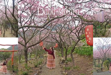 陽明山櫻花秘境【大埔農場紗帽山】｜秒飛日本的燈籠櫻花步道，唯美燈籠、日式鳥居，彷彿置身日本山間神社。