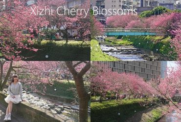 汐止【康誥坑溪櫻花大道】，搭火車就能到的賞櫻秘境，200株台灣山櫻齊力綻放，夜晚點燈更加浪漫。