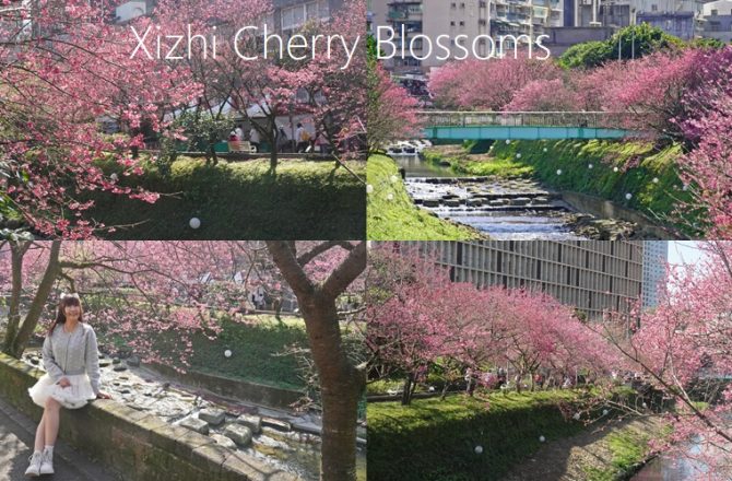 汐止【康誥坑溪櫻花大道】，搭火車就能到的賞櫻秘境，200株台灣山櫻齊力綻放，夜晚點燈更加浪漫。