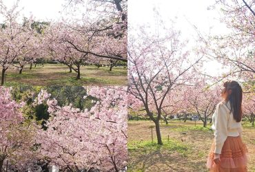 桃園賞櫻景點推薦｜中央大學湖畔櫻花松櫻季， 日本友好之櫻河津櫻大滿開，交通資訊。