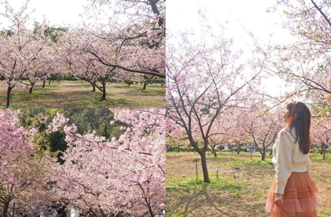 桃園賞櫻景點推薦｜中央大學湖畔櫻花松櫻季， 日本友好之櫻河津櫻大滿開，交通資訊。