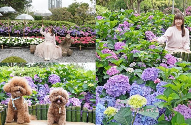 台北免費賞繡球花景點｜大安森林公園2000盆花海盛開。