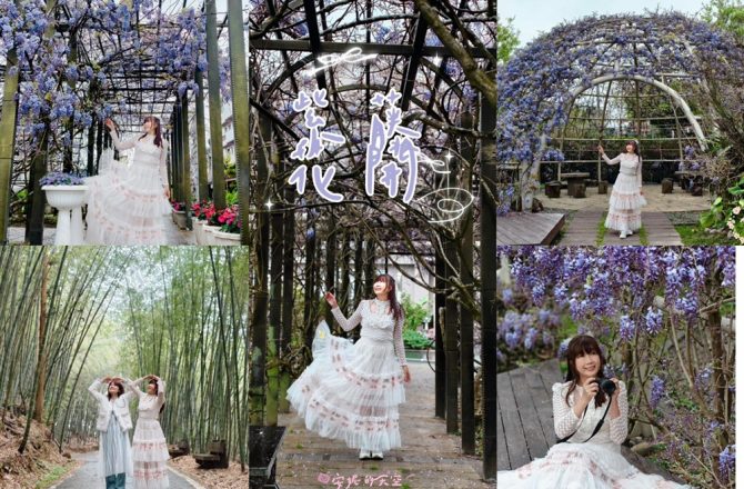 受保護的內容: 嘉義瑞里紫藤花開，兩天一夜浪漫茶旅花香行程，住宿、茶品、紫藤公園、綠色隧道，7個賞花提案。